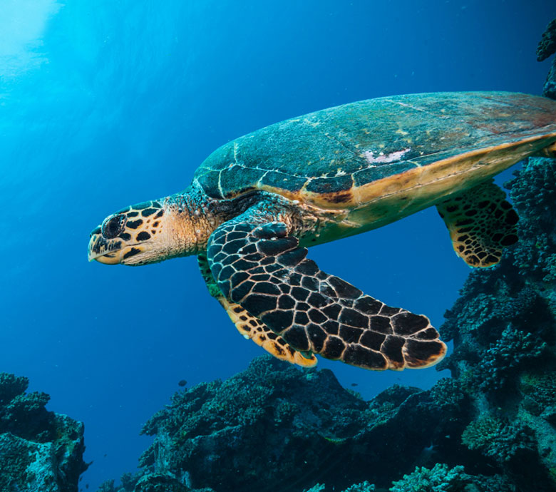 endless-summer-charter-seychelles-cruise-with-skipper-seychelles-fauna-and-flora.jpg
