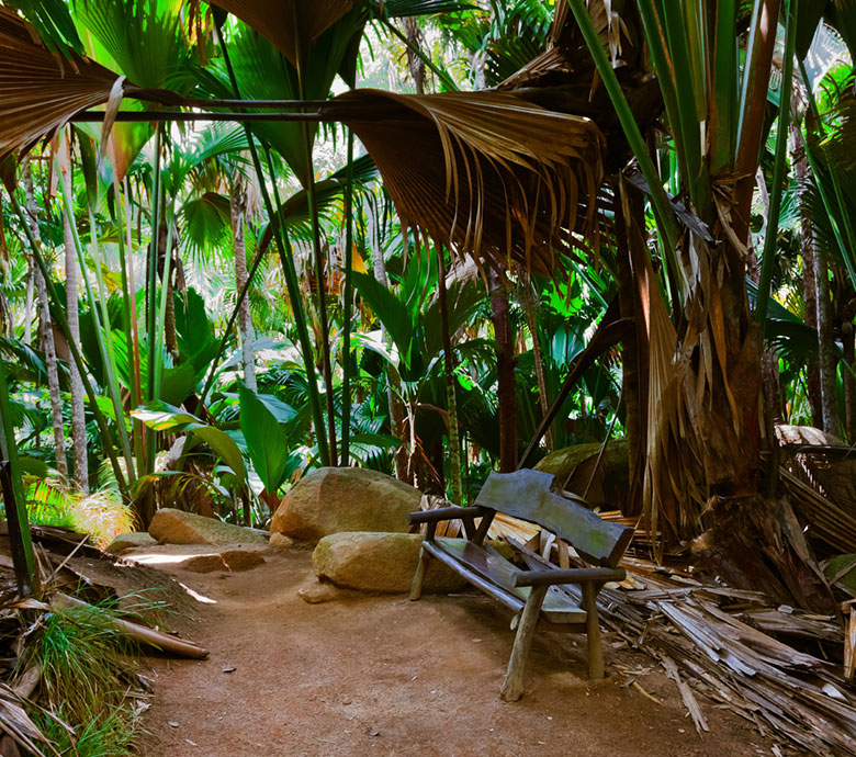 endless-summer-charter-seychelles-discover-seychelles-visit-the-vallee-de-mai.jpg