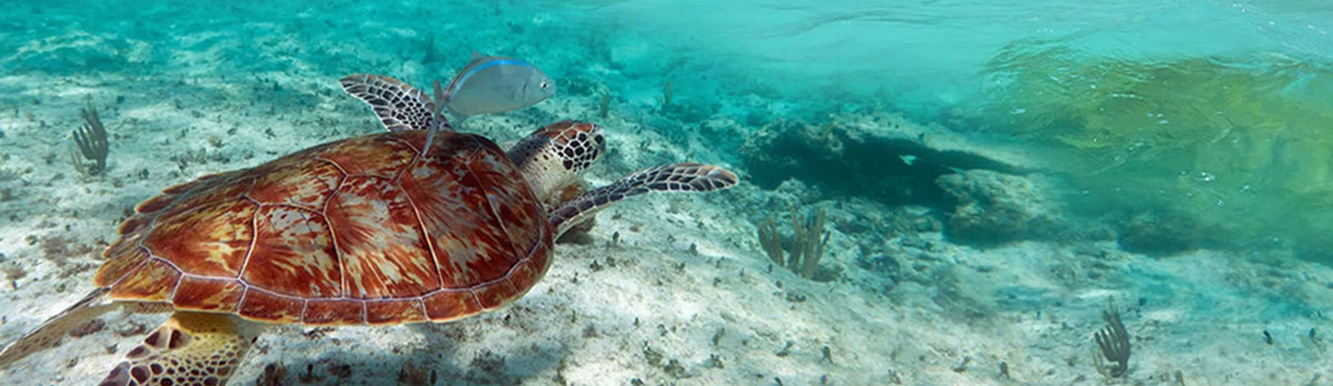endless-summer-charter-seychelles-fauna-flora-banner.jpg