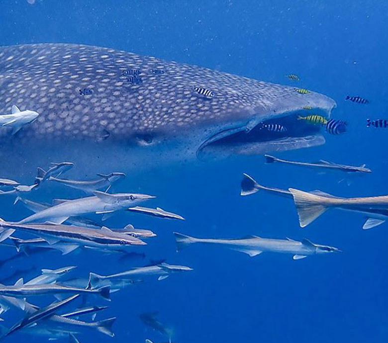 endless-summer-charter-seychelles-fauna-flora-seychelles-marine-wildlife.jpg