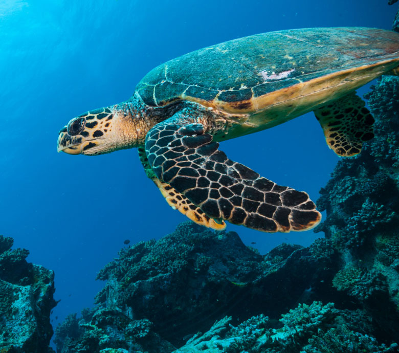 endless-summer-charter-seychelles-information-protected-site.jpg